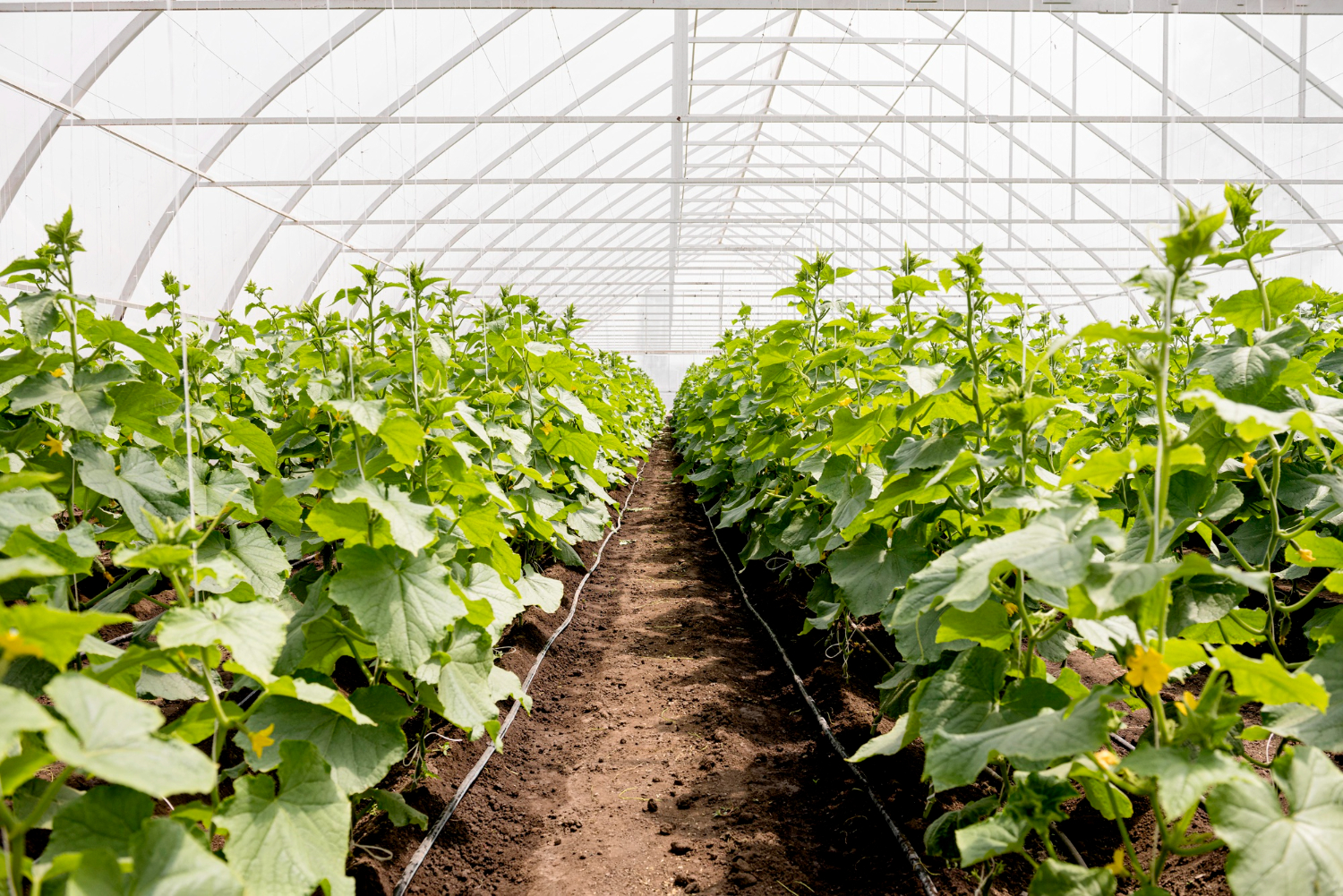 long-shot-greenhouse-plant-rows